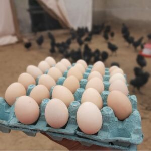 Kadaknath Eggs