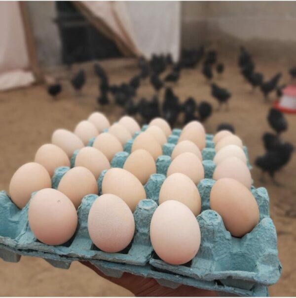 Kadaknath Eggs
